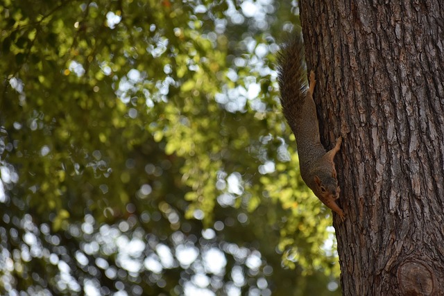 NBA传闻：前灰熊队球员透露詹金斯可能成为费城76人队教练候选人​.